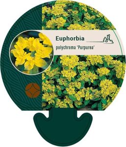 Euphorbia polychroma 'Purpurea' geen maat specificatie 0,55L/P9cm