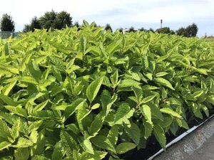 Eupatorium purpureum geen maat specificatie 0,55L/P9cm - afbeelding 2