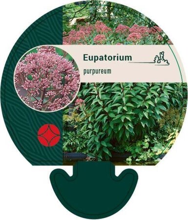 Eupatorium purpureum geen maat specificatie 0,55L/P9cm - afbeelding 7