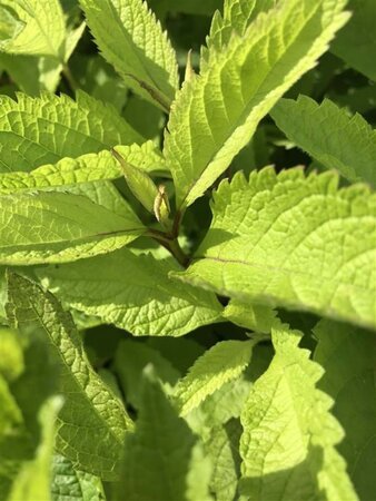 Eupatorium purpureum geen maat specificatie 0,55L/P9cm - afbeelding 5