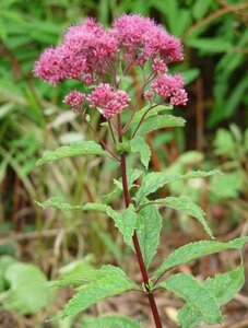 Eupatorium purpureum geen maat specificatie 0,55L/P9cm - afbeelding 6