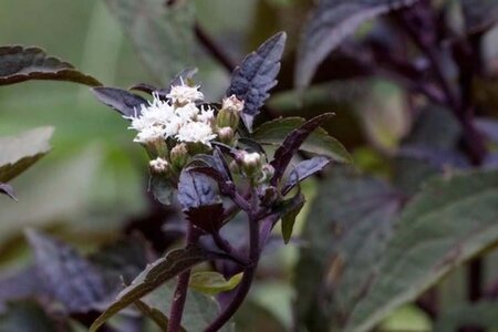 Eupatorium rugosum 'Chocolate' geen maat specificatie 0,55L/P9cm - afbeelding 3