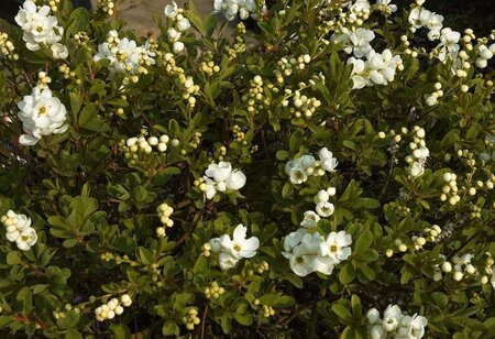 Exochorda 'The Bride' 60-80 cm cont. 3,0L - afbeelding 1