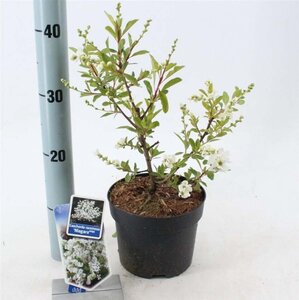 Exochorda racem. 'Niagara' 25-30 cm cont. 2,0L - afbeelding 4