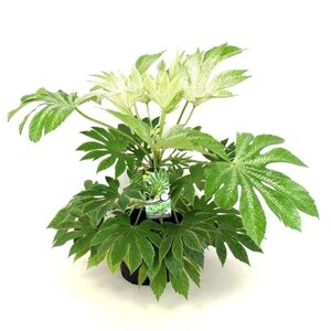 Fatsia japonica 'Spider's Web' geen maat specificatie cont. 12L - afbeelding 1