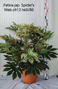 Fatsia japonica 'Spider's Web' geen maat specificatie cont. 12L - afbeelding 3