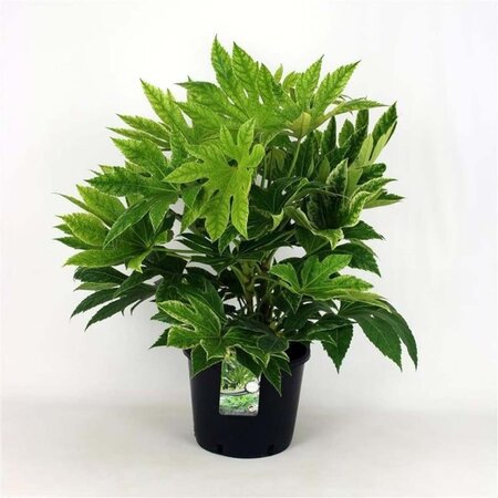 Fatsia japonica 'Spider's Web' geen maat specificatie cont. 12L - afbeelding 2