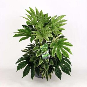 Fatsia japonica 'Spider's Web' geen maat specificatie cont. 7,5L