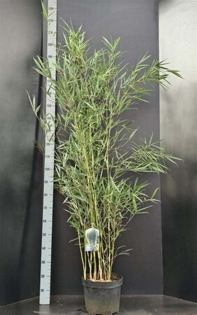 Fargesia robusta 'Campbell' 100-125 cm cont. 10L - afbeelding 1