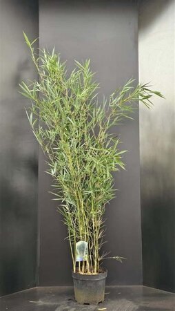 Fargesia robusta 'Campbell' 100-125 cm cont. 10L - afbeelding 2