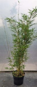 Fargesia robusta 'Campbell' 100-125 cm cont. 10L - afbeelding 4