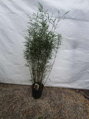 Fargesia robusta 'Campbell' 125-150 cm cont. 15L - afbeelding 3