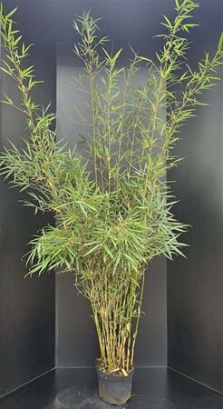 Fargesia robusta 'Campbell' 175-200 cm cont. 10L - image 2