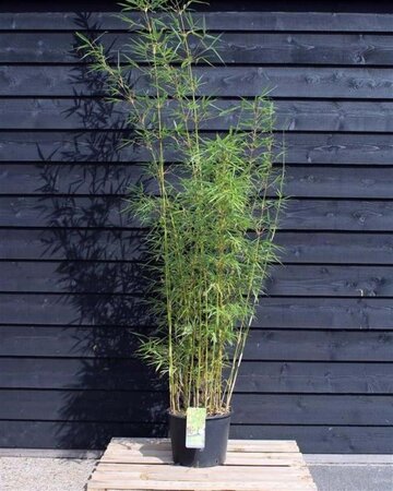 Fargesia robusta 'Campbell' 175-200 cm cont. 20L