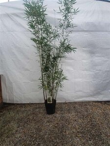 Fargesia robusta 'Campbell' 200-250 cm cont. 10L - afbeelding 2