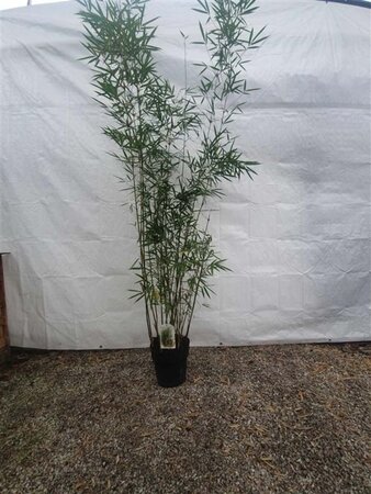 Fargesia robusta 'Campbell' 200-250 cm cont. 10L - image 2