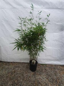 Fargesia robusta 'Pingwu' 100-125 cm cont. 10L - afbeelding 2