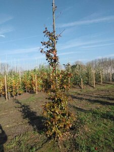 Fagus syl. 'Atropunicea' 10-12 cm wortelgoed geveerd - afbeelding 3