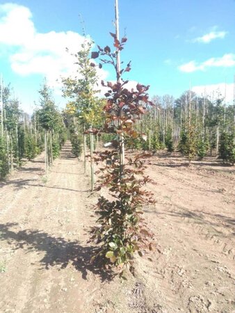 Fagus syl. 'Atropunicea' 10-12 cm wortelgoed geveerd - afbeelding 8