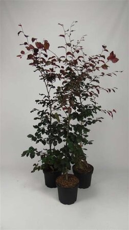 Fagus syl. 'Atropunicea' 125-150 cm cont. 7,5L - afbeelding 2