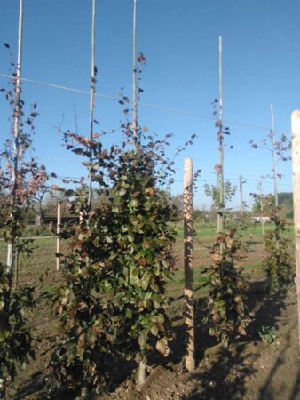 Fagus syl. 'Atropunicea' 14-16 cm wortelgoed geveerd 3 X verplant - afbeelding 3