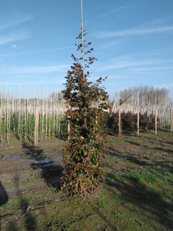 Fagus syl. 'Atropunicea' 14-16 cm wortelgoed geveerd 3 X verplant - afbeelding 1