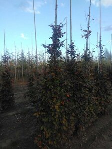 Fagus syl. 'Atropunicea' 14-16 cm wortelgoed geveerd 3 X verplant - afbeelding 2