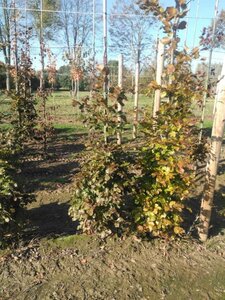 Fagus syl. 'Atropunicea' 150-175 cm wortelgoed geveerd - afbeelding 4