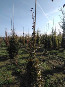 Fagus syl. 'Atropunicea' 175-200 cm wortelgoed geveerd - afbeelding 2