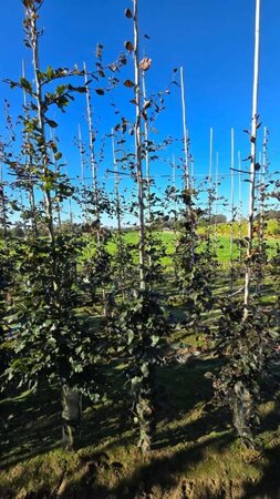 Fagus syl. 'Atropunicea' 250-300 cm wortelgoed geveerd