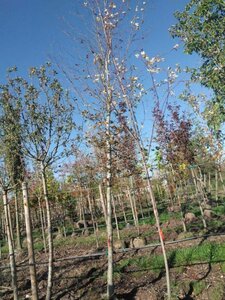 Fagus syl. 'Atropunicea' 25-30 Hoogstam draadkluit 3 X verplant