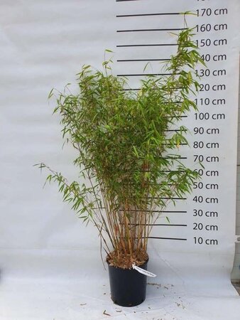 Fargesia scabrida 'Asian Wonder' 125-150 cm cont. 15L - afbeelding 3