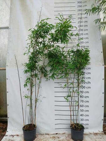 Fargesia 'Schensbossen' 175-200 cm cont. 10L