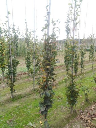 Fagus syl. 'Dawyck' 175-200 cm met kluit geveerd - afbeelding 2