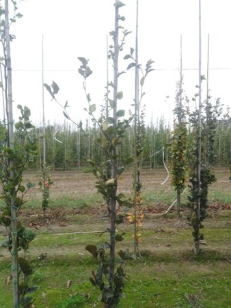 Fagus syl. 'Dawyck' 200-250 cm met kluit geveerd spil - afbeelding 2