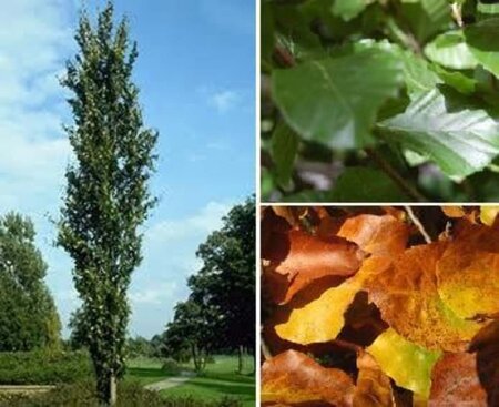 Fagus syl. 'Dawyck' 6-8 cm met kluit geveerd - afbeelding 1