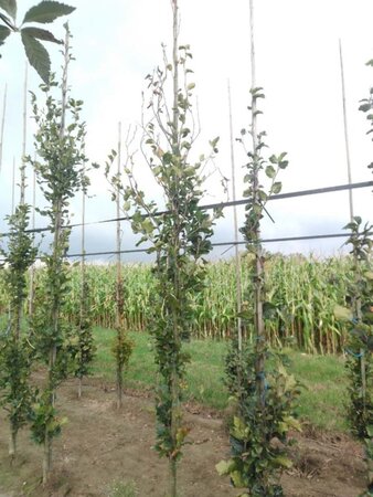 Fagus syl. 'Dawyck' 8-10 cm met kluit geveerd - afbeelding 2