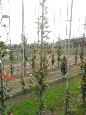 Fagus syl. 'Dawyck Gold' 175-200 cm met kluit geveerd