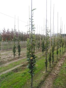 Fagus syl. 'Dawyck Gold' 200-250 cm met kluit geveerd spil