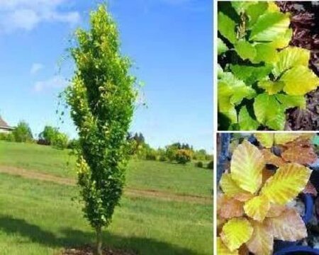 Fagus syl. 'Dawyck Gold' 6-8 cm met kluit geveerd - afbeelding 1