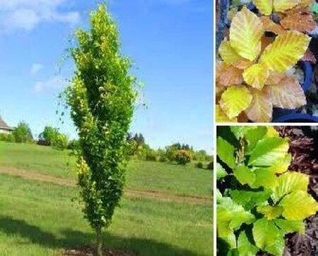 Fagus syl. 'Dawyck Gold' 6-8 cm met kluit geveerd - afbeelding 2