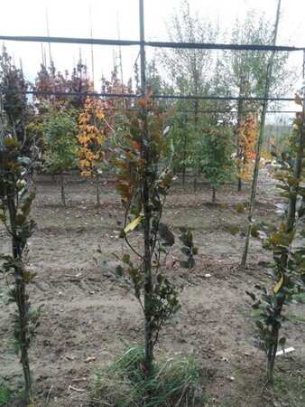 Fagus syl. 'Dawyck Purple' 150-175 cm met kluit geveerd - afbeelding 3