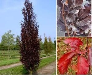 Fagus syl. 'Dawyck Purple' 175-200 cm met kluit geveerd - afbeelding 1