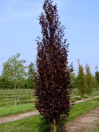 Fagus syl. 'Dawyck Purple' 175-200 cm met kluit geveerd - afbeelding 2