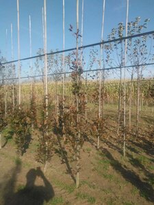 Fagus syl. 'Dawyck Purple' 200-250 cm met kluit geveerd spil - afbeelding 1