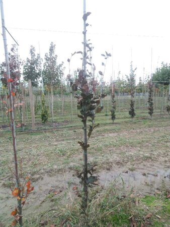 Fagus syl. 'Dawyck Purple' 6-8 cm met kluit geveerd - afbeelding 5