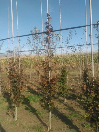 Fagus syl. 'Dawyck Purple' 6-8 cm met kluit geveerd - afbeelding 4