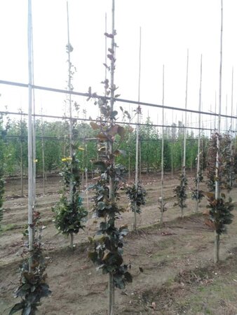 Fagus syl. 'Dawyck Purple' 6-8 cm met kluit geveerd - afbeelding 3