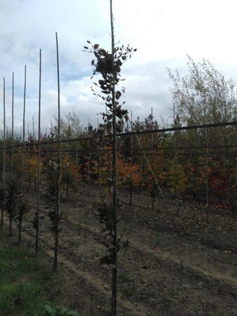 Fagus syl. 'Dawyck Purple' 6-8 cm met kluit geveerd - afbeelding 6