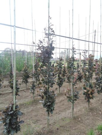 Fagus syl. 'Dawyck Purple' 8-10 cm met kluit geveerd - afbeelding 1